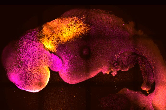 Scientists use stem cells to create synthetic mouse embryos
