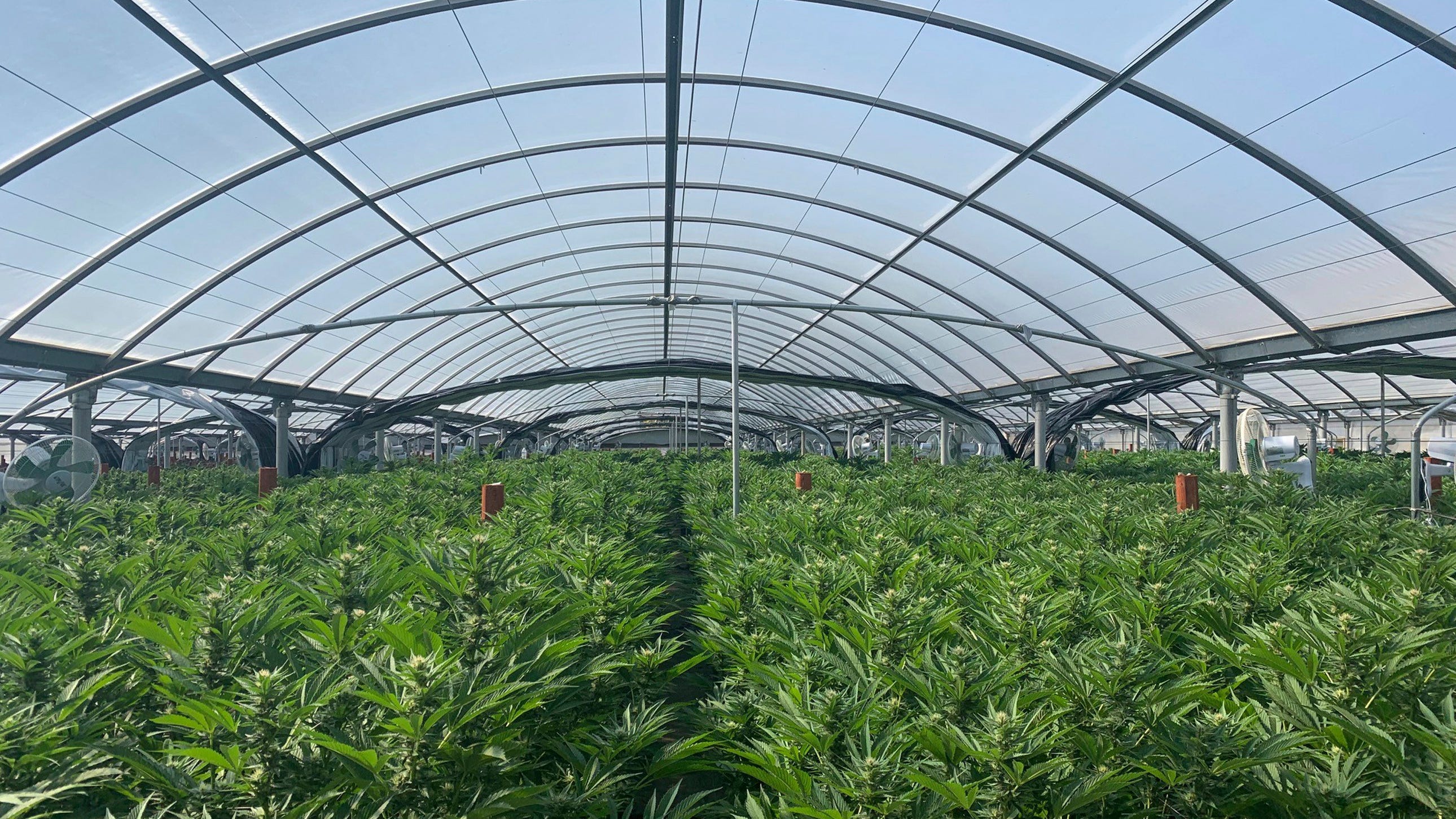 California expands largest US illegal pot eradication effort