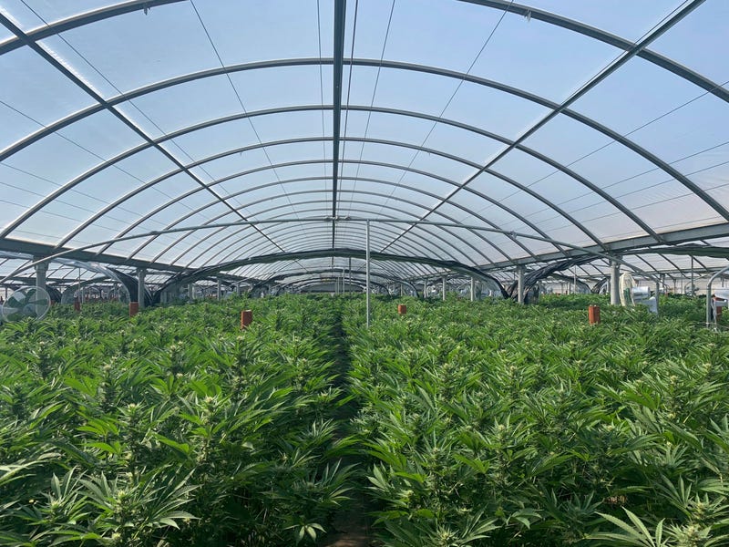 FILE - This photo released by the Riverside Police Department shows an illegal pot farm in Riverside, Calif., on April 18, 2019. California Attorney General Rob Bonta announced Tuesday, Oct. 11, 2022, the state will expand it's 13-week program to eradicate illegally cultivated cannabis to a year-round program. The Eradication and Prevention of Illicit Cannabis, (EPIC) program will focus on addressing environmental, economic and labor crimes associated with the illegal cultivation of marijuana.