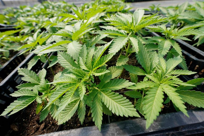 Marijuana