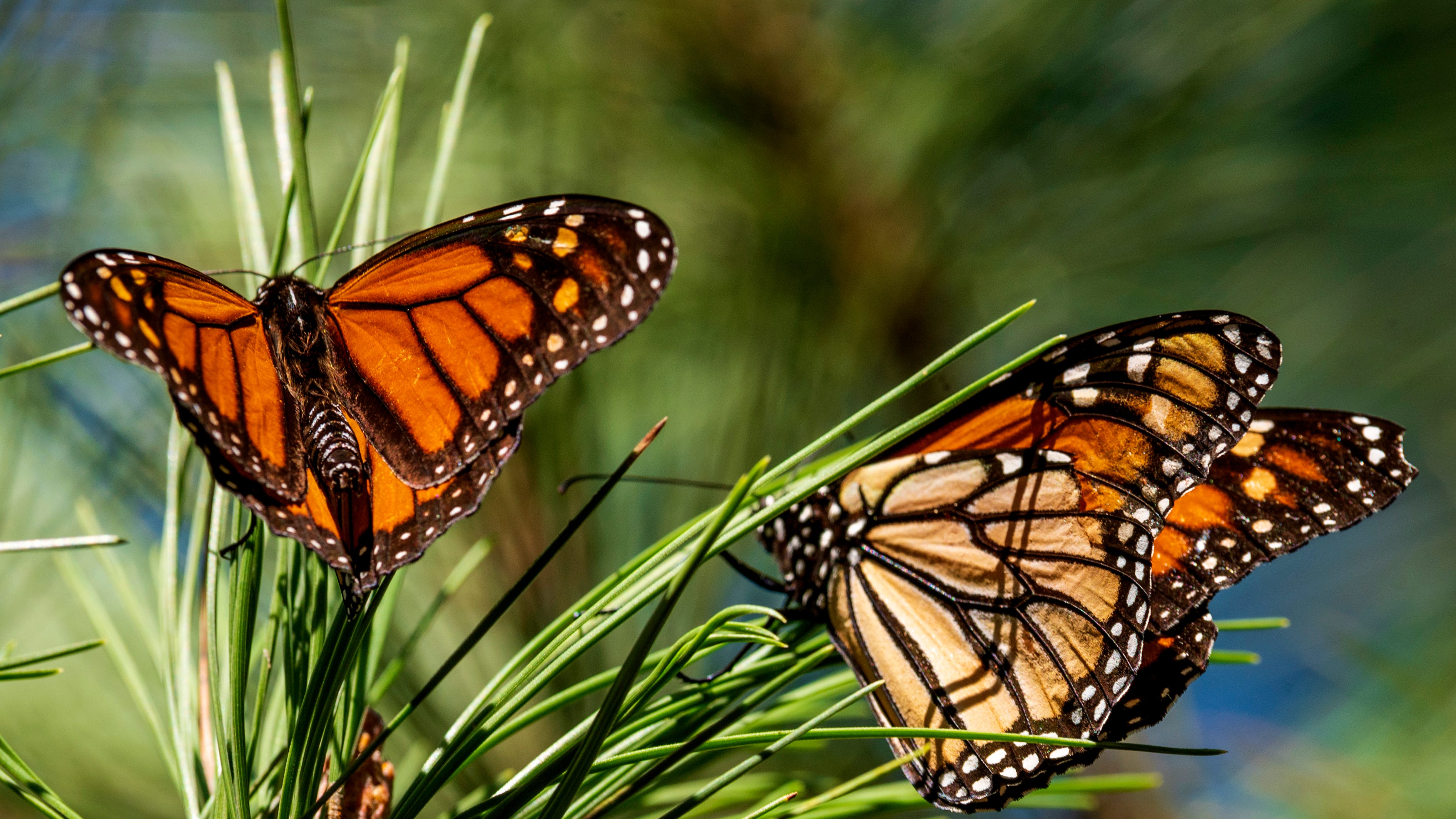 Monarch butterflies wintering in California rebound