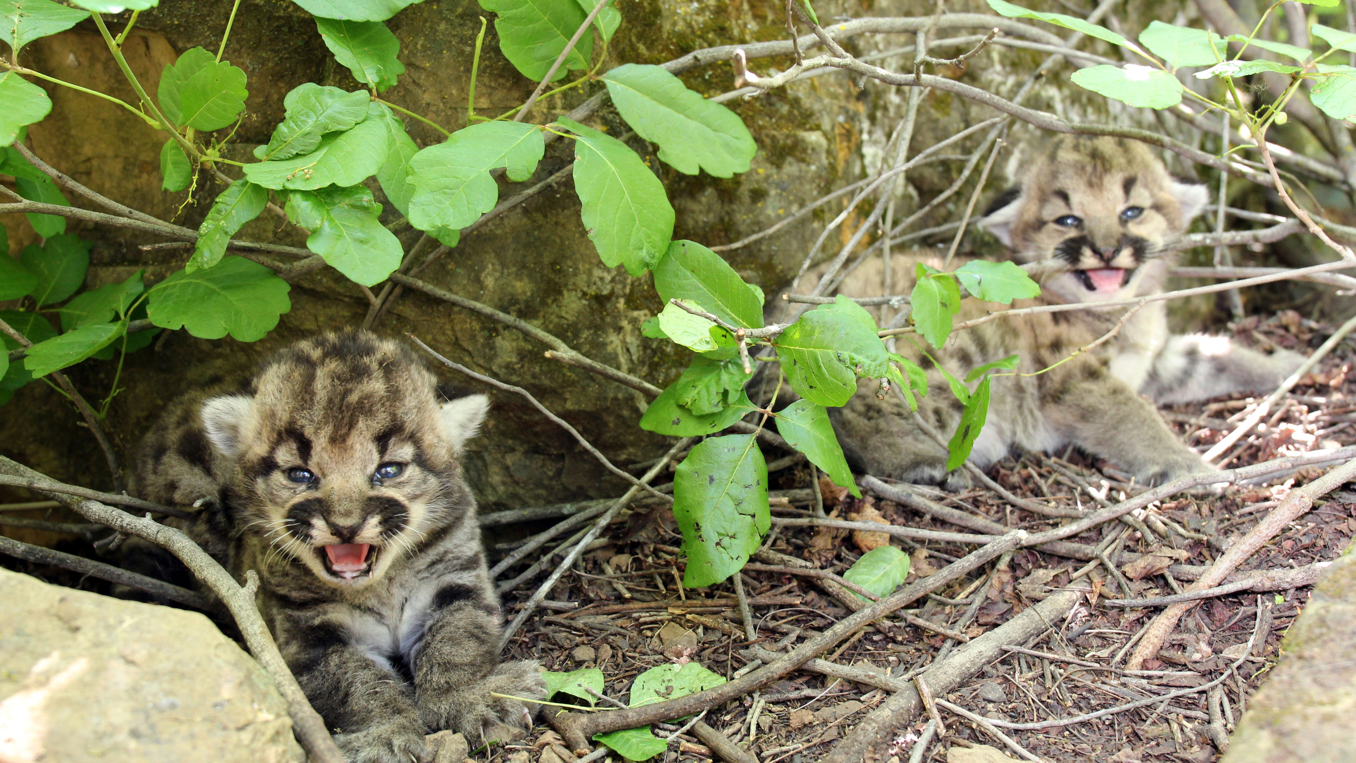 3 healthy kittens born to mountain lion tracked by biologists in wilderness near Los Angeles