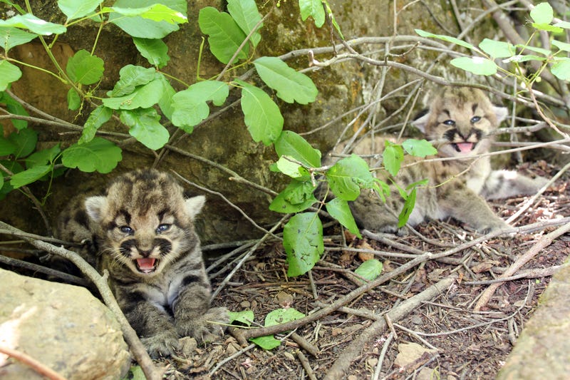 In this photograph provided by the National Park Service, two female mountain lion kittens are seen near a rock in Simi Hills, northwest of Los Angeles, Thursday May 18, 2023. National Park Service (NPS) biologists announced mountain lion P-77 recently gave birth to three female kittens in the Simi Hills, in the Santa Monica and Santa Susana Mountain ranges.