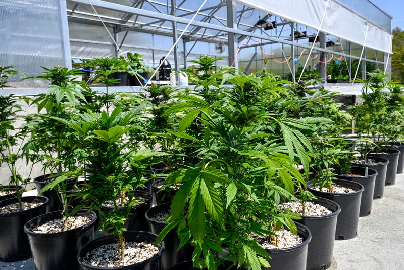 Cannabis shops