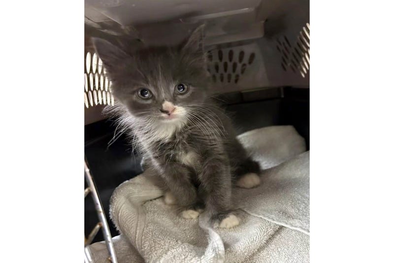 This image provided by the Meriden Police Department shows a kitten that was found in a stolen car that police were examining for evidence