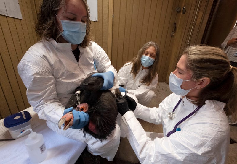 Condor keeper Debbie Sears, left, holds tight on a condor while Dr. Dominique Keller, chief veterinarian, right, gives the California condor an avian influenza vaccine as Condor keeper Chandra David, center, looks on at the Los Angeles Zoo, on Tuesday, Aug. 15, 2023. Antibodies found in early results of a historic new vaccine trial are expected to give endangered California condors at least partial protection from the deadliest strain of avian influenza in U.S. history. 