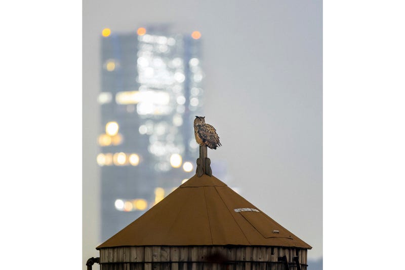 This photo provided by David Lei shows Flaco the owl, Dec. 25. 2023, in New York