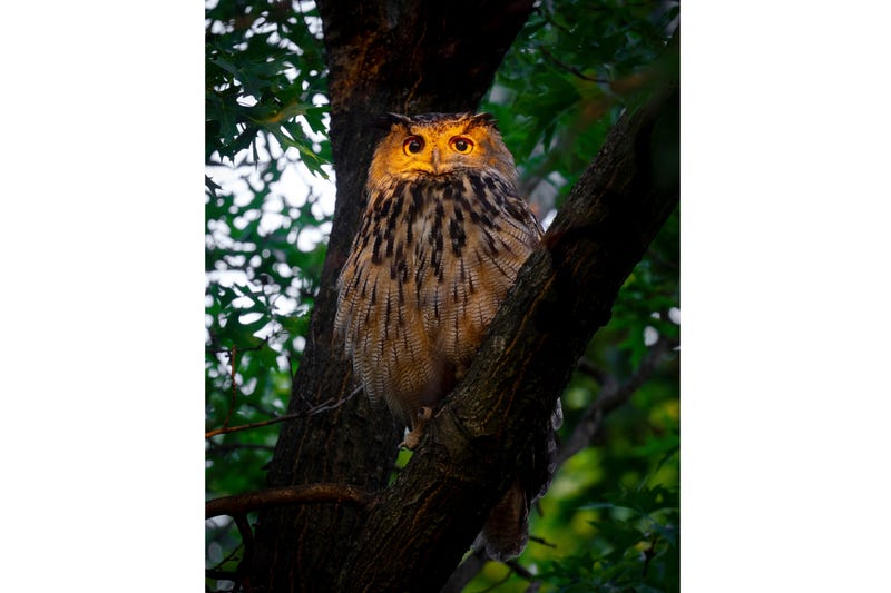 This photo provided by David Lei shows Flaco the owl, June 19, 2023, in New York