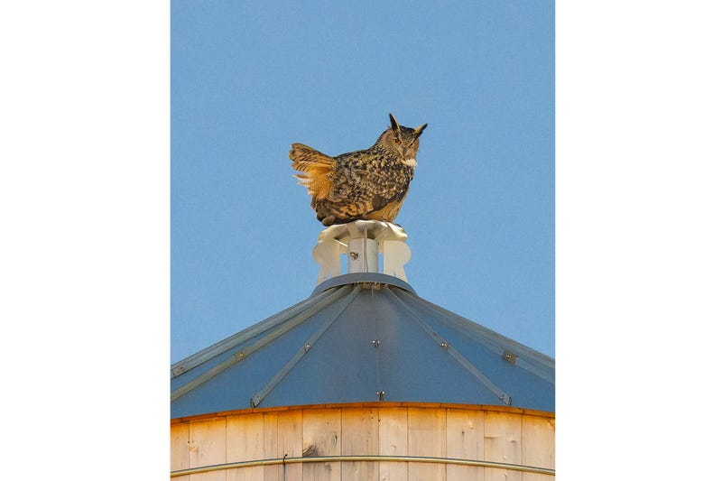 This photo provided by David Lei shows Flaco the owl, Jan. 8, 2024, in New York