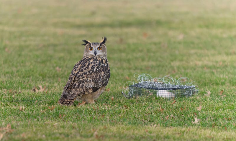 This photo provided by Jacqueline Emery shows Flaco the owl with a caged rat, Feb. 9. 2023, in New York