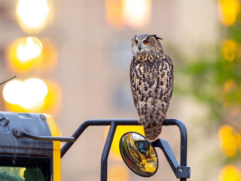 This photo provided by David Lei shows Flaco the owl, April 28, 2023, in New York