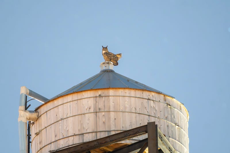 This photo provided by Jacqueline Emery shows Flaco the owl on a water tower, in New York, Jan. 9, 2024