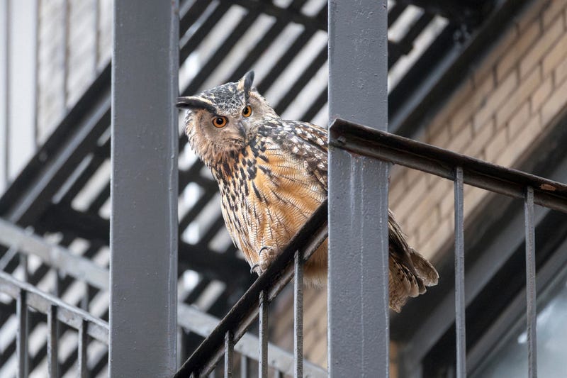 This photo provided by David Lei shows Flaco the owl, Jan. 3, 2024, in New York