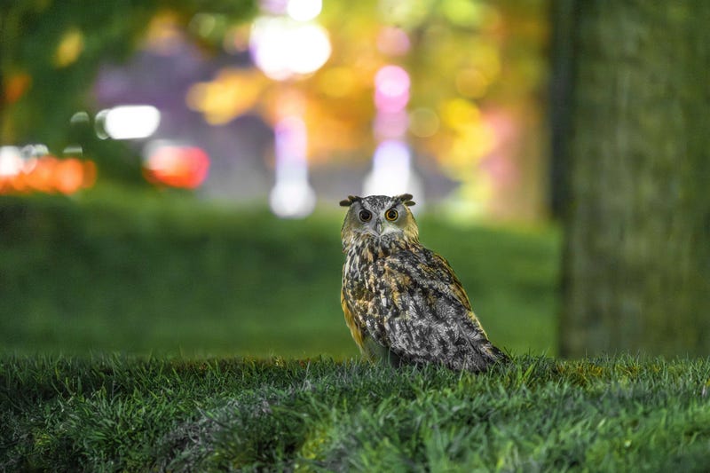 This photo provided by Jacqueline Emery shows Flaco the owl, Aug. 18, 2023, in New York