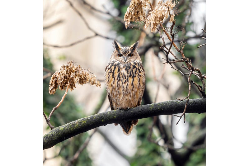 This photo provided by Jacqueline Emery shows Flaco the owl in a courtyard, Dec. 28, 2023, on New York's Upper West Side