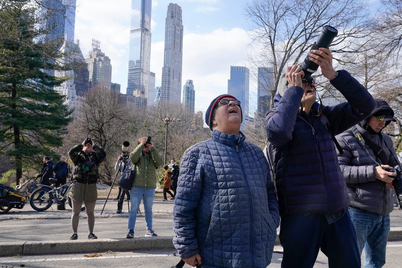 A crowd of people gather in Central Park to look at Flaco, a Eurasian eagle-owl, Monday, Feb. 6, 2023, in New York