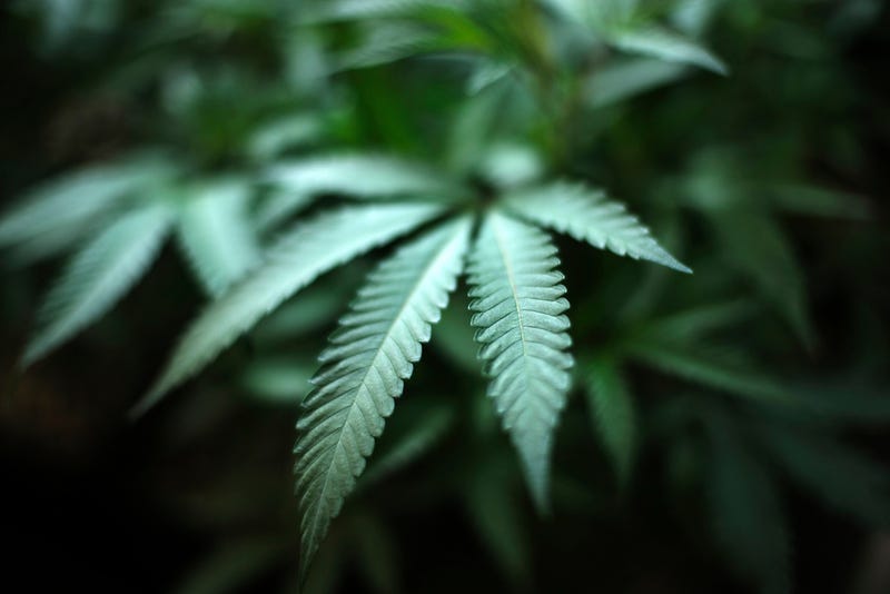 Marijuana