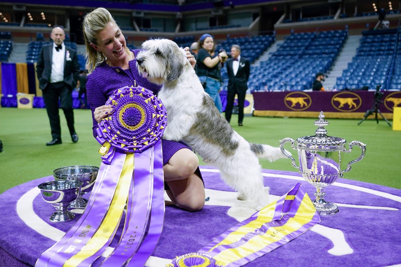 Handler Janice Hays poses for photos with Buddy Holly, a petit basset griffon Vendéen, after he won best in show during the 147th Westminster Kennel Club Dog show, Tuesday, May 9, 2023, at the USTA Billie Jean King National Tennis Center in New York.