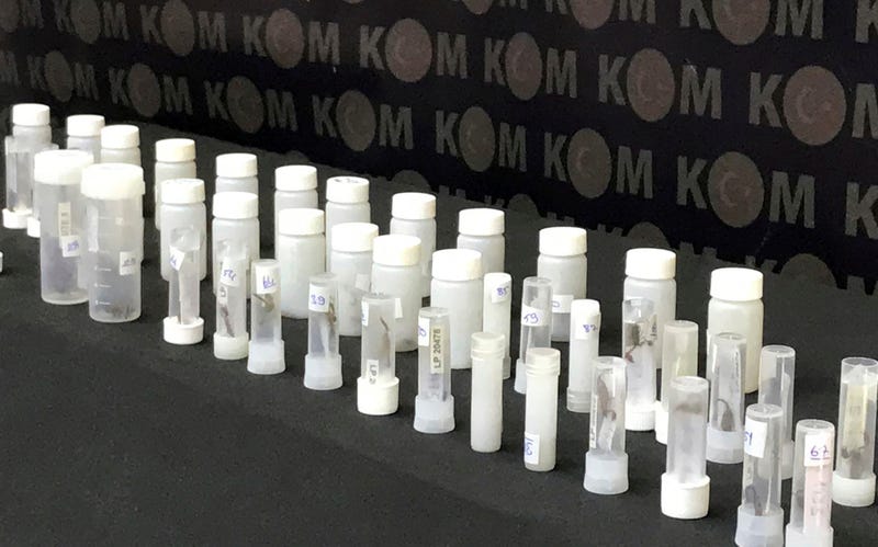 In this photo released by Turkish security, confiscated spider and scorpion samples are displayed at the Istanbul Airport, Turkey on Monday, May 13, 2024