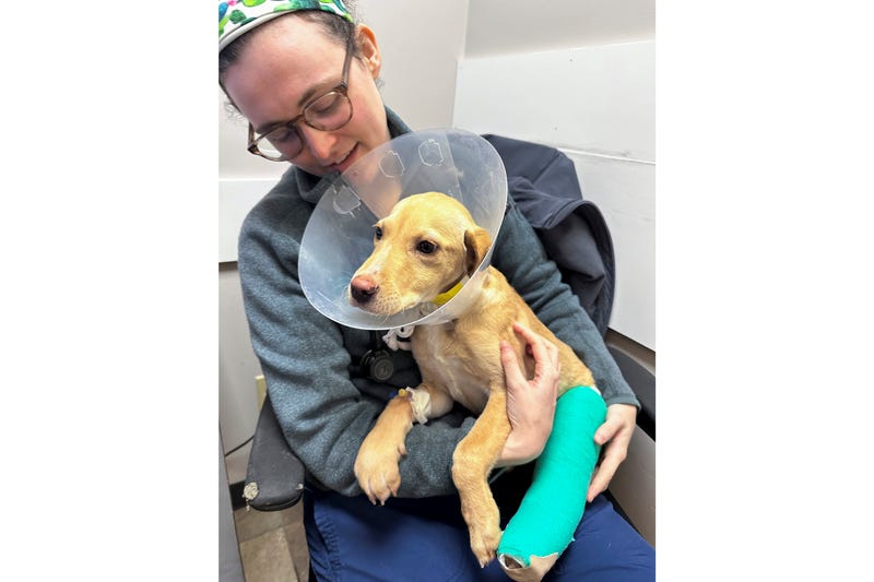Veterinarian Stephanie Boisvert holds Whiskey, a Labrador-mix puppy, at the Pieper Memorial Veterinary Center, Tuesday, Nov. 26, 2024, in Middletown, Conn. Whiskey survived a plane crash in the Catskill Mountains on Sunday