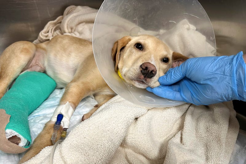 After surviving a plane crash in the Catskill Mountains on Sunday, Whiskey, a Labrador-mix puppy, rests at the Pieper Memorial Veterinary Center, Tuesday, Nov. 26, 2024, in Middletown, Conn
