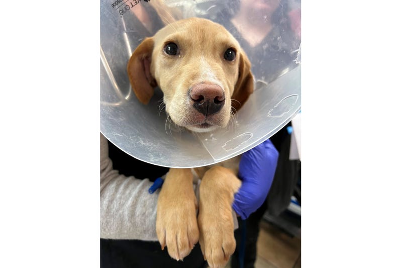 After surviving a plane crash in the Catskill Mountains on Sunday, Whiskey, a Labrador-mix puppy, rests at the Pieper Memorial Veterinary Center, Tuesday, Nov. 26, 2024, in Middletown, Conn