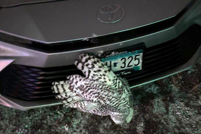 A snowy owl is caught in the grille of a car in northeastern Minnesota before being rescued by Annabell Whelan on Monday, Dec. 23, 2024.