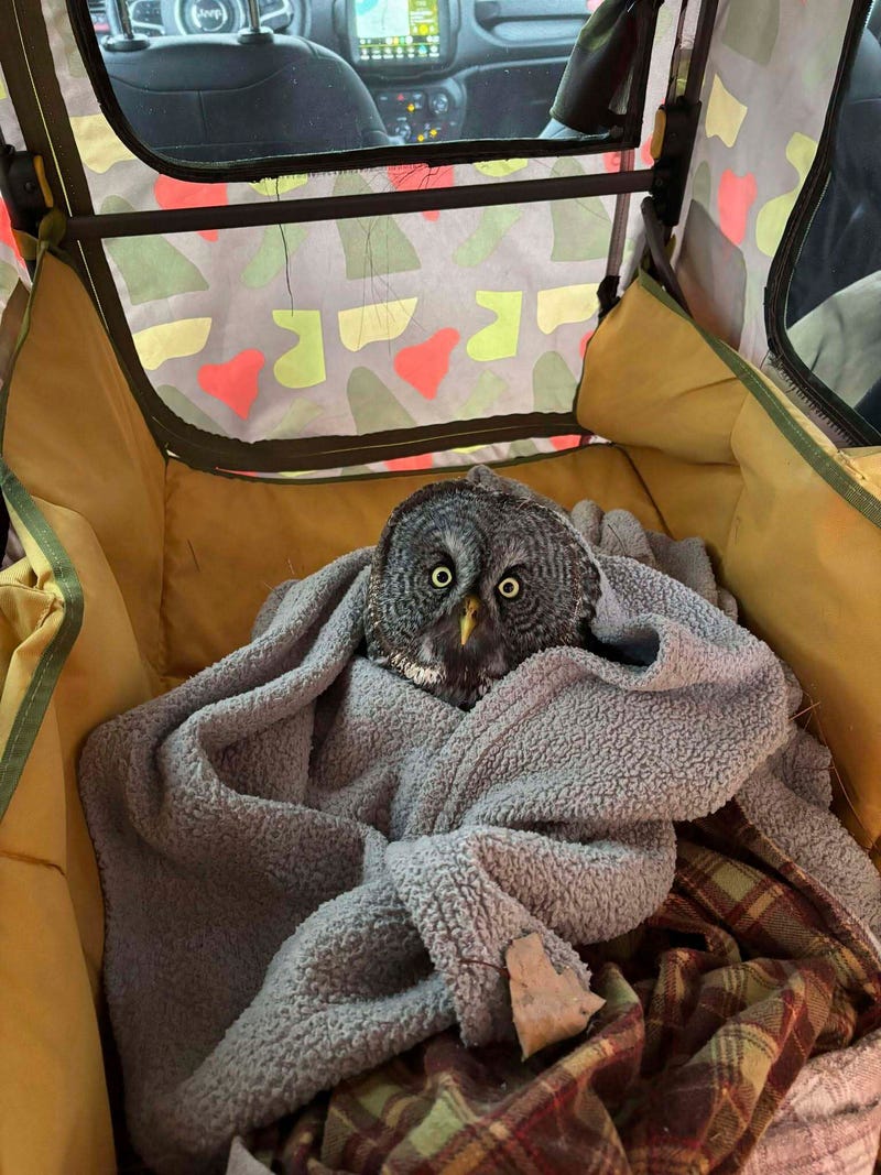 An injured great gray owl rests in Annabell Whelan's car after she rescued it from the side of the road in northeastern Minnesota on Monday, Dec. 23, 2024.