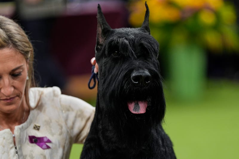 Katie Bernardin and Monty, a Giant Schnauzer, celebrate after winning best in show in the 149th Westminster Kennel Club Dog show, Tuesday, Feb. 11, 2025, in New York