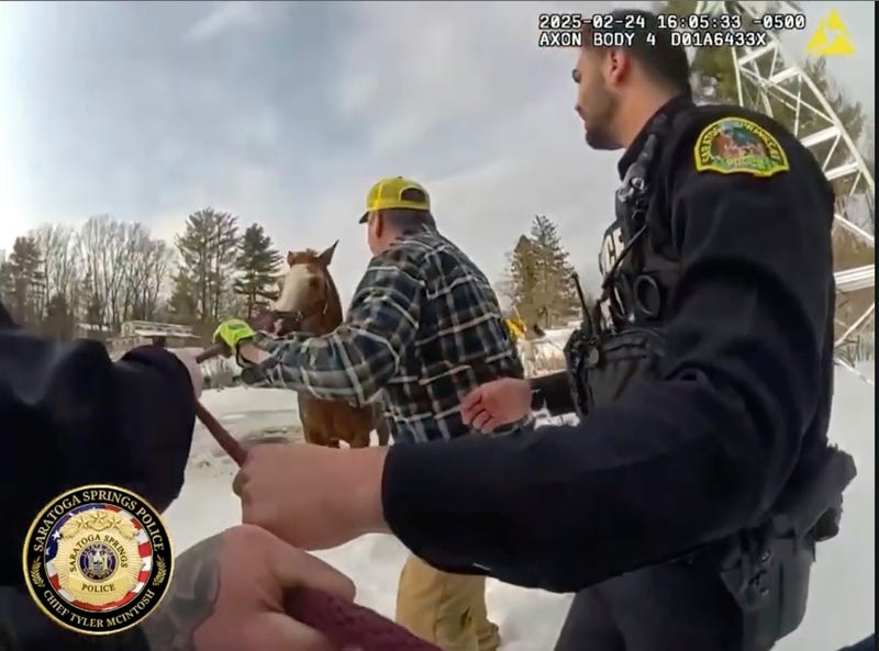 This image from body cam video, provided by Saratoga Springs Police, shows the rescue of Sly, a 1,300-pound horse that fell through ice of a pond in Saratoga Springs, N.Y., Monday, Feb. 24, 2025