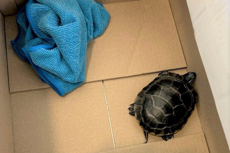 This photo provided by the TSA shows a turtle in a box after a Pennsylvania man was caught with the turtle concealed in his pants when the TSA body scanner triggered an alarm in the area of the man’s groin on March 7, 2025, at Newark Liberty International Airport in Newark, N.J.