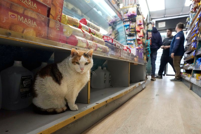 Marshmellow sits on a shelf under a display of cookies at Deli & Grill, on New York's Upper East Side, Wednesday, March 12, 2025