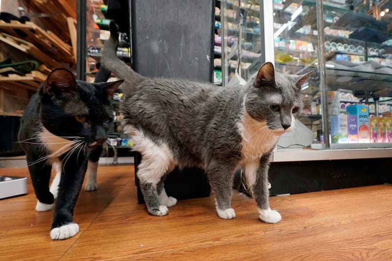Oreo, left, and Leila, make their rounds through the smoke shop, Tobacco N Vape, in the Astoria neighborhood of the Queens borough of New York, Friday, March 14, 2025