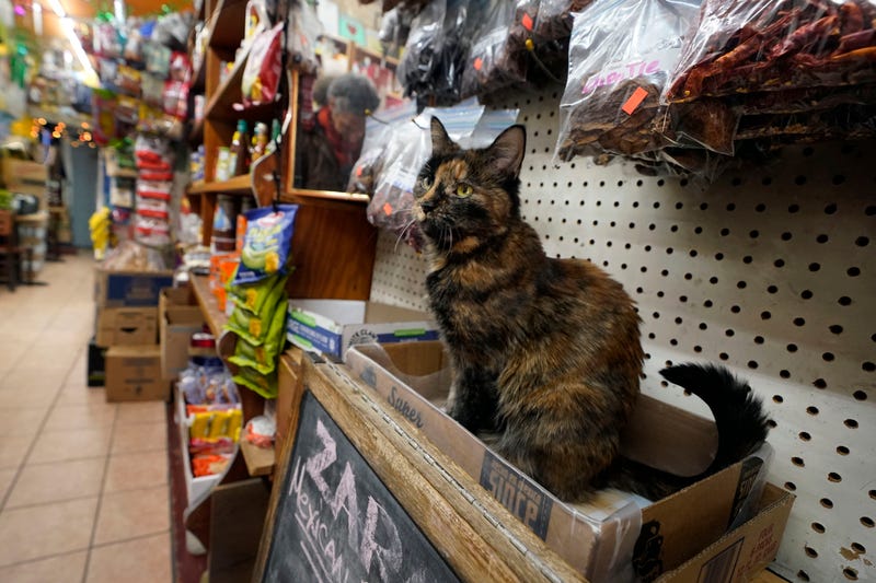 Zorro sits under a display of herbs and peppers at Zaragoza Mexican Deli & Grocery in New York, Thursday, March 13, 2025
