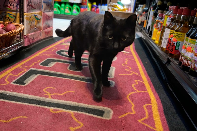 Pepe wanders through the aisles of the Late Night Deli in the Williamsburg neighborhood of the Brooklyn borough of New York, Friday, March 14, 2025