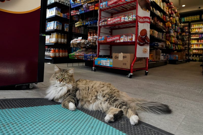 Pumpkin lounges near the entrance of Barry Organic Market in the Williamsburg neighborhood of the Brooklyn borough of New York, Friday, March 14, 2025
