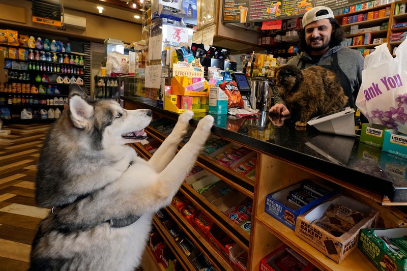 Canine, Ziggy Stardust, left, visits bodega cat Diamond, right, and employee Waled Yafaee at Apple Eats in the Williamsburg neighborhood of the Brooklyn borough of New York, Friday, March 14, 2025