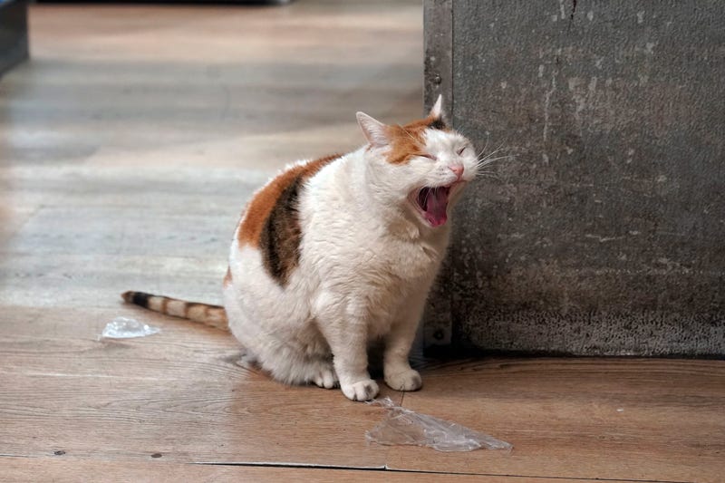 Marshmellow yawns while wandering the aisles at Deli & Grill, on New York's Upper East Side, Wednesday, March 12, 2025