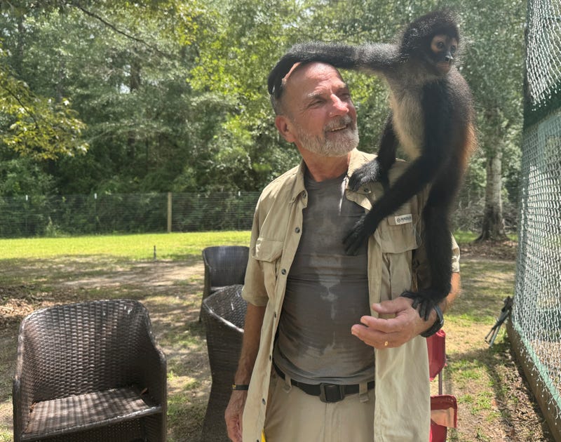Louie the spider monkey climbs on John Richard, a volunteer at the Gulf Coast Primate Sanctuary in Perkinston, Mississippi on Friday, July 25, 2025.