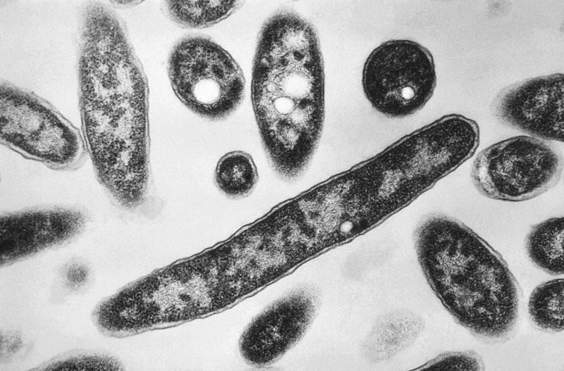 This 1978 electron microscope image made available by the Centers for Disease Control and Prevention shows Legionella pneumophila bacteria which are responsible for causing the pneumonic disease Legionnaires' disease