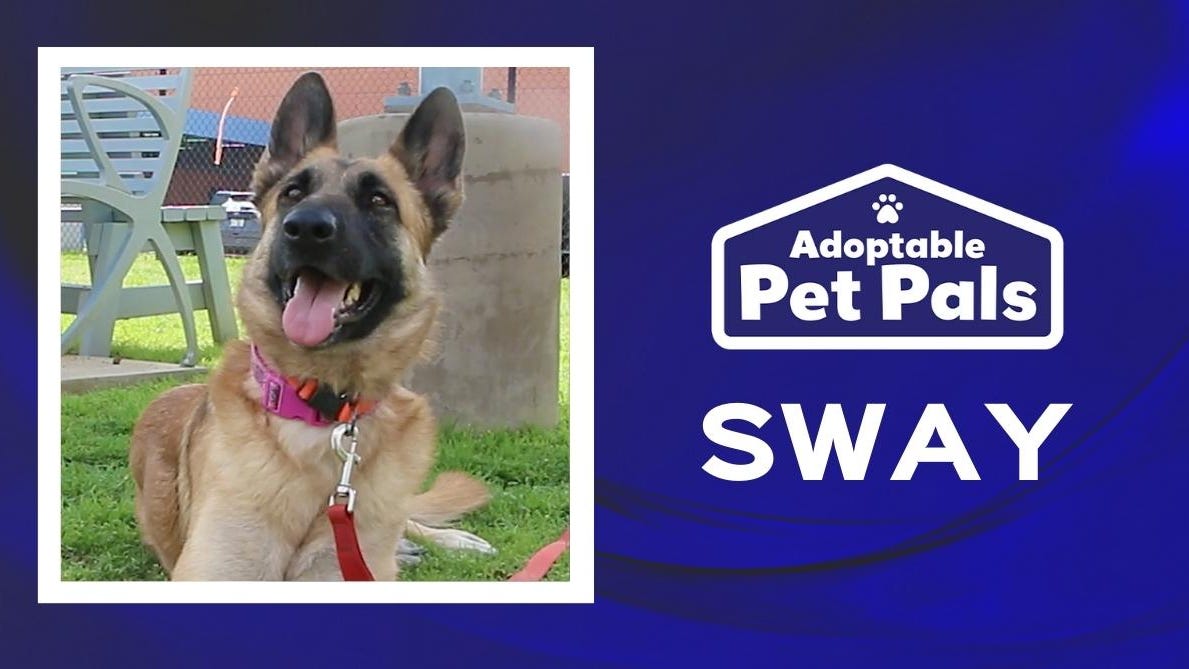 Adoptable Pet Pals: Meet Sway