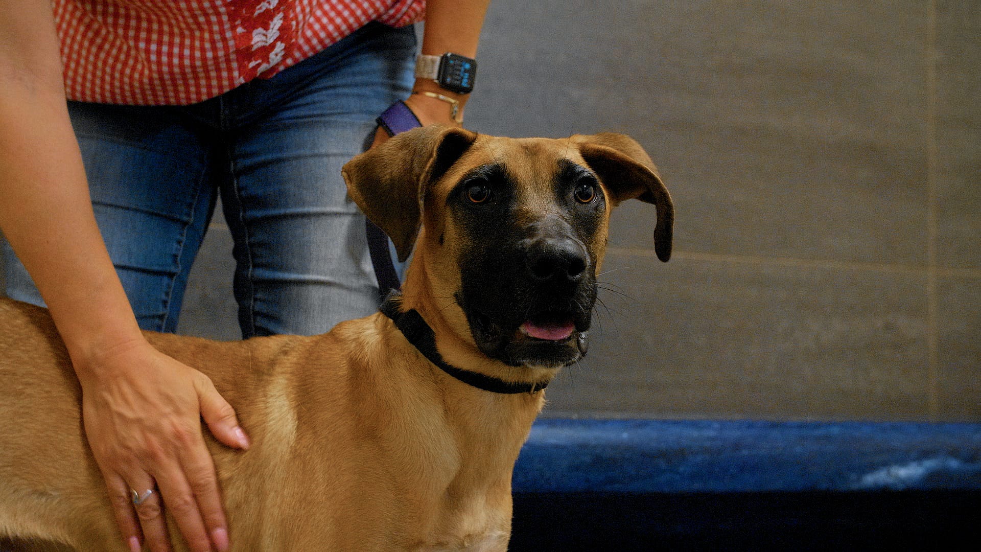 Adoptable Pet Pals: Meet Brisket!