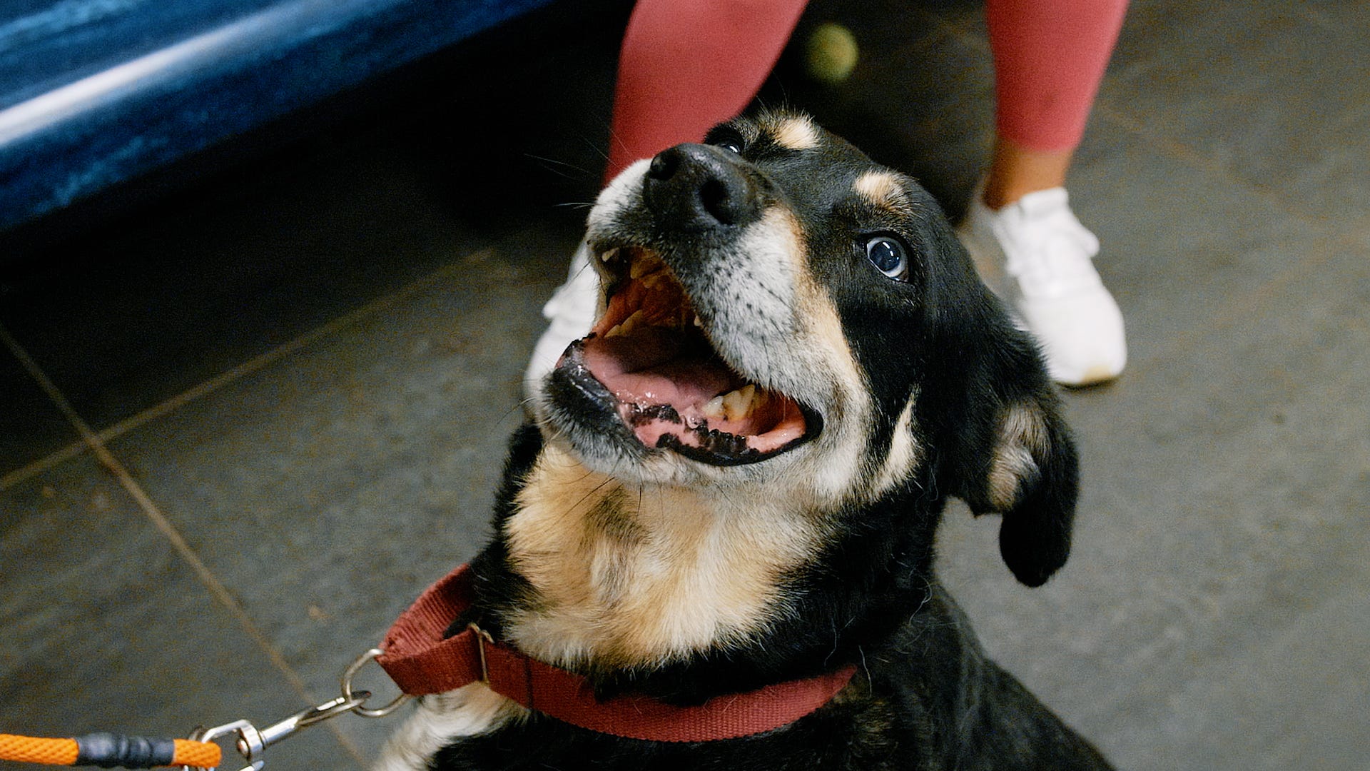 Adoptable Pet Pals: Meet Max!