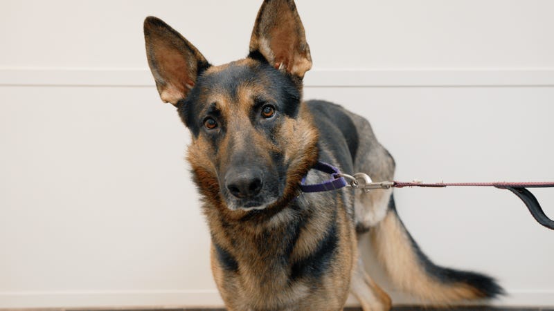 SPCA of Texas
