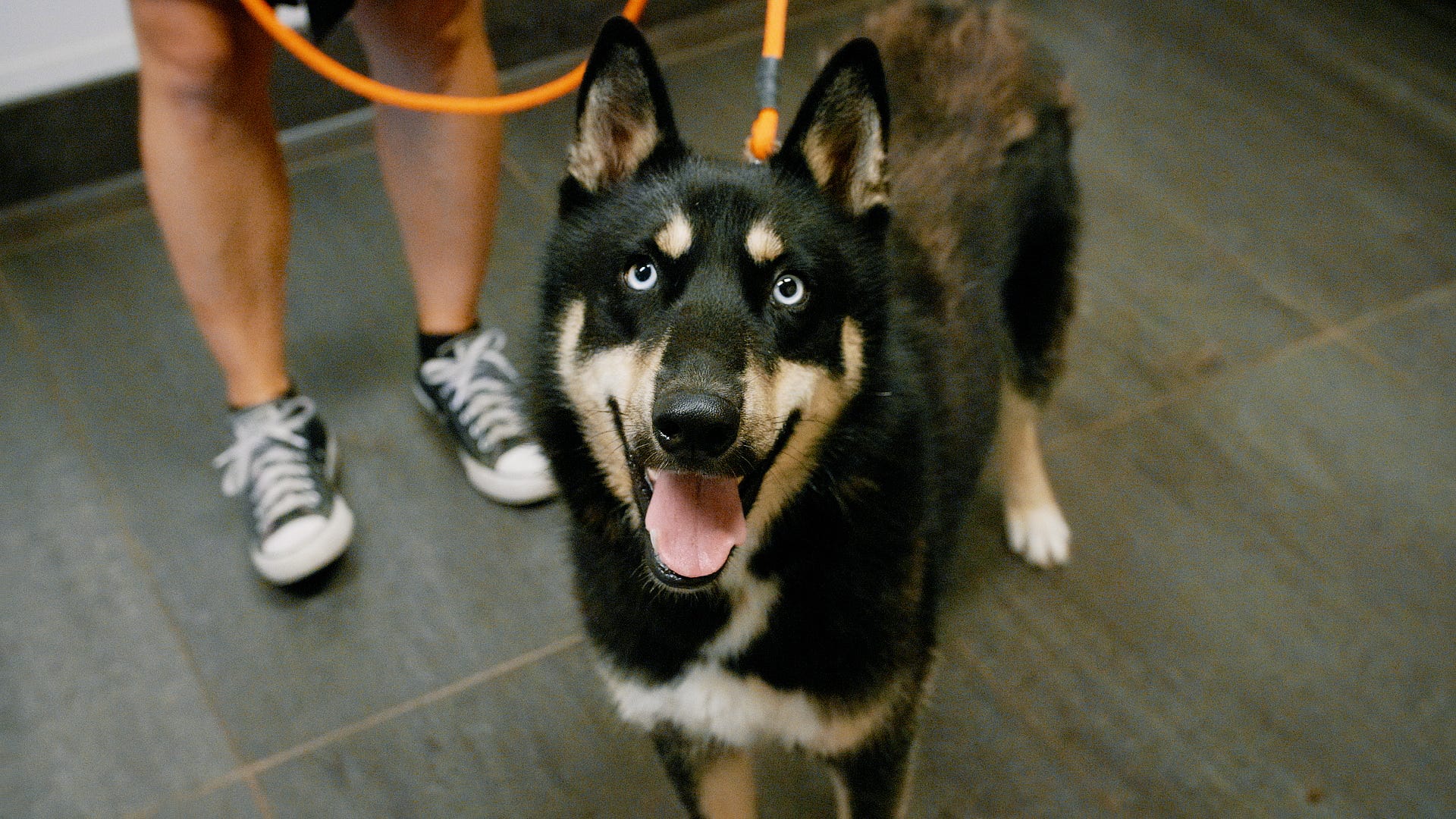 Adoptable Pet Pals: Meet Yuki!