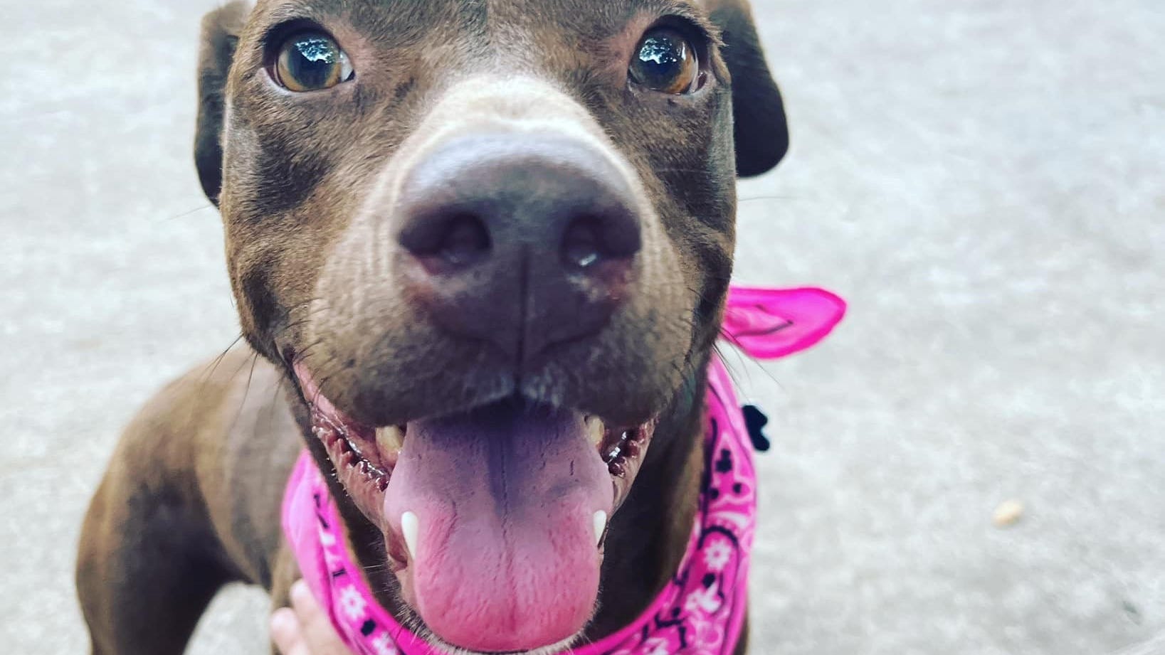 Canine Corner: April