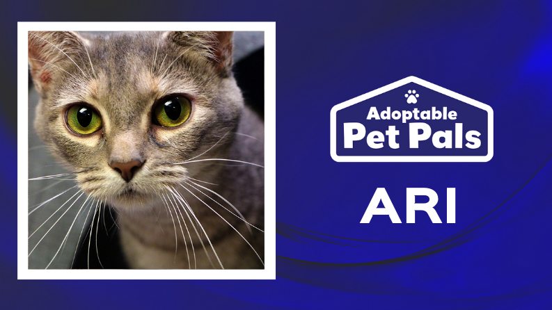 Adoptable Pet Pals: Meet Ari