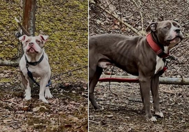 Abandoned dogs in West Mifflin 