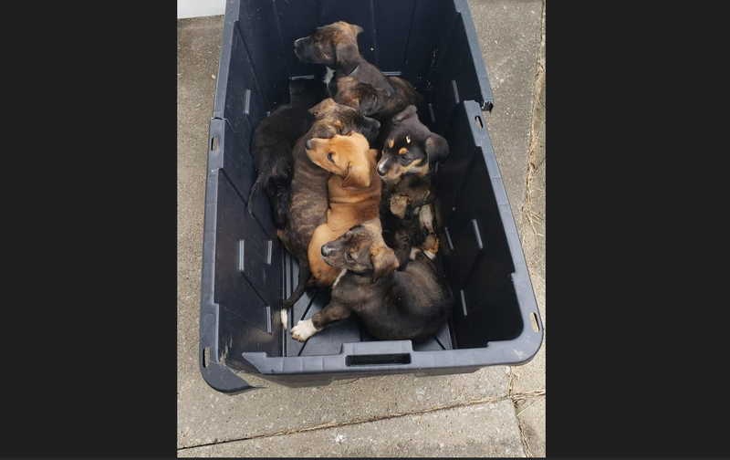 Abandoned Puppies at Latrobe Walmart
