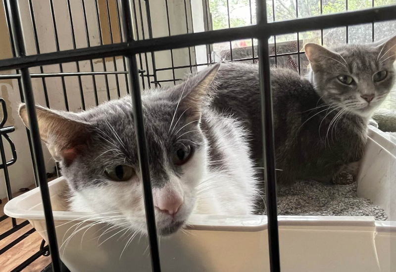 Two of 37 abandoned cats in Westmoreland County